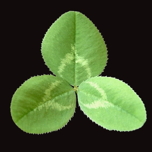 Clover leaf